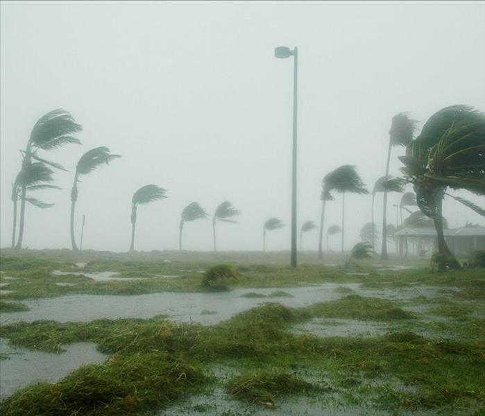 hurricane winds blowing trees near coastline