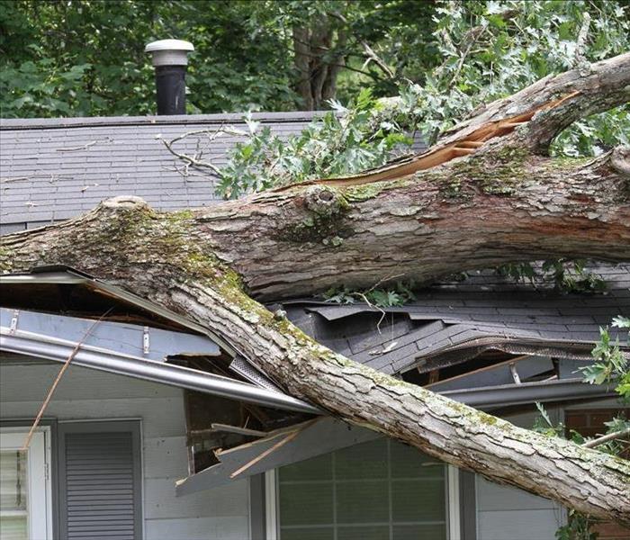 tree crashed through roof of home