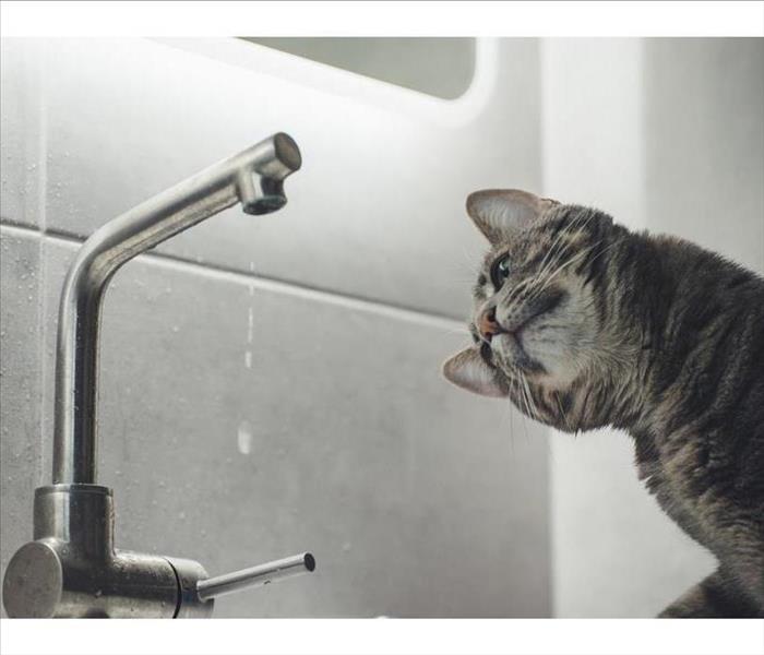 A cat looking at a dripping faucet